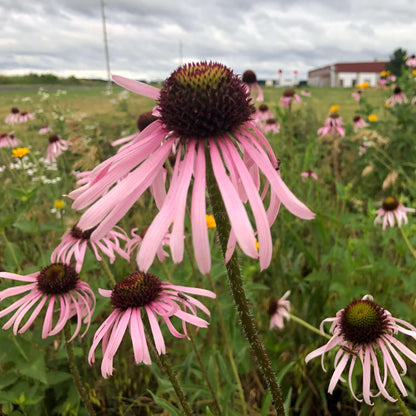 Pale Purple Coneflower Seeds - Flower Plant