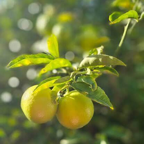 Palestine Sweet Lime Seeds 