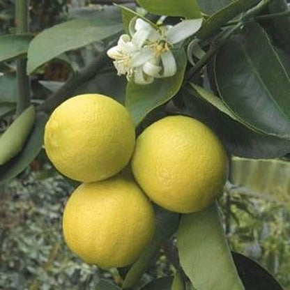 Palestine Sweet Lime Seeds 