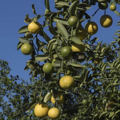 Palestine Sweet Lime Seeds 