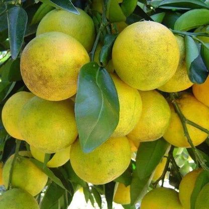 Palestine Sweet Lime Seeds 