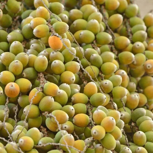 Palm Nuts Seeds