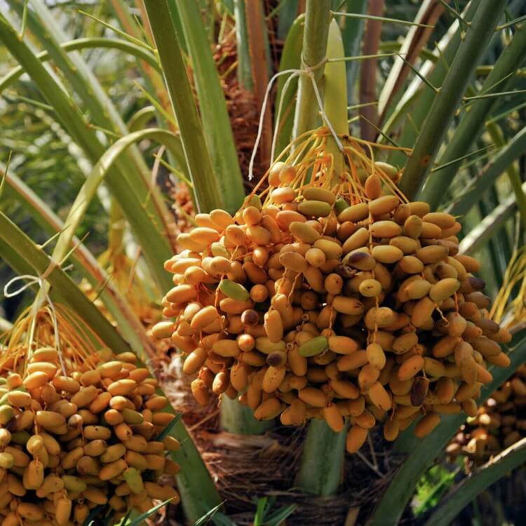 Palm Nuts Seeds