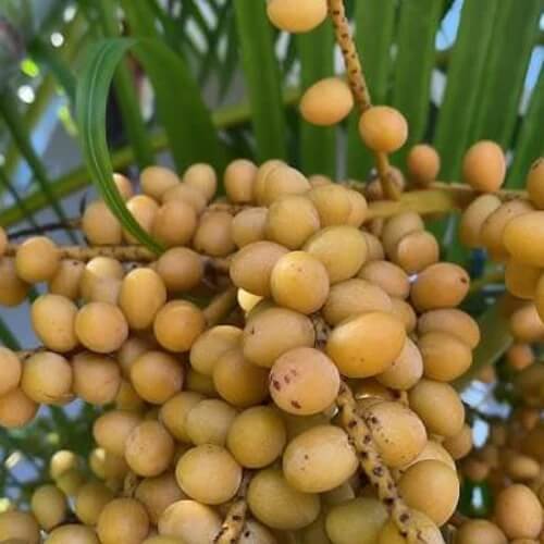 Palm Nuts Seeds