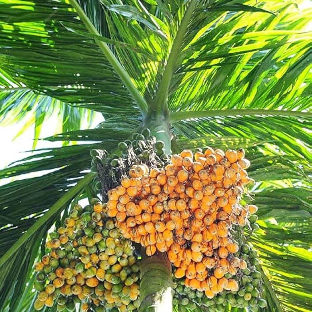 Palm Nuts Seeds