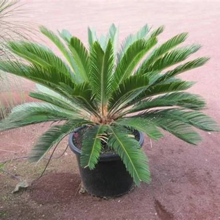 Palm Seeds
