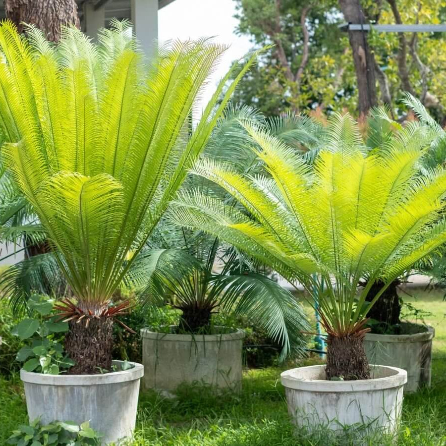 Palm Seeds - Flower Plant for Home Gardens