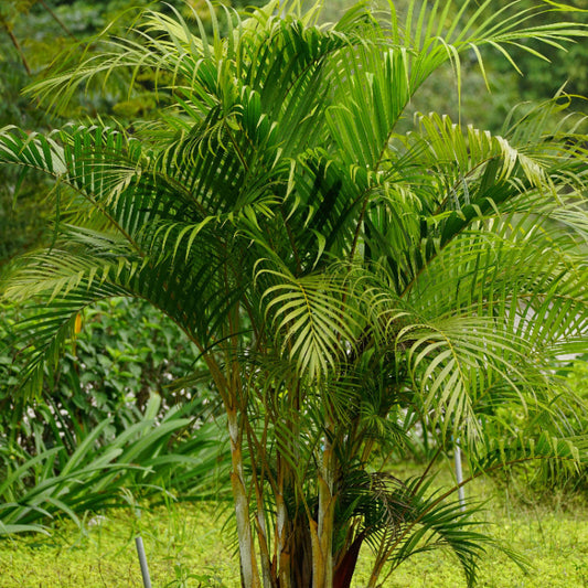 Palm Tree Seeds