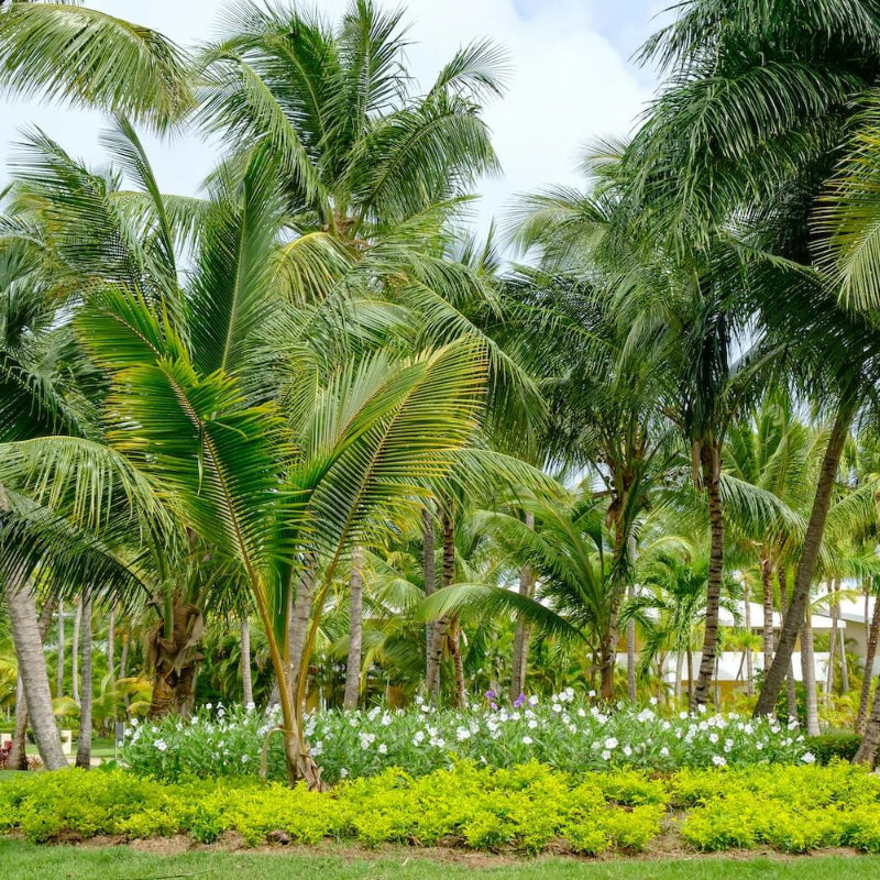 Palm Tree Seeds
