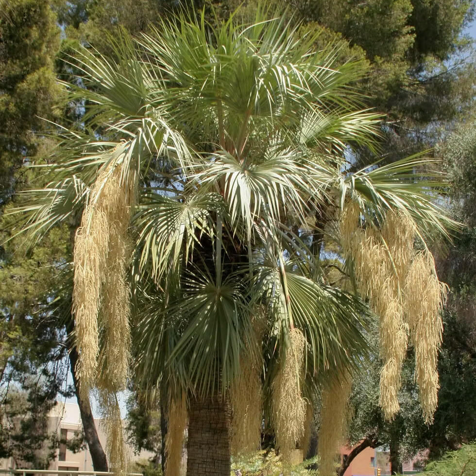 Palm Tree Seeds