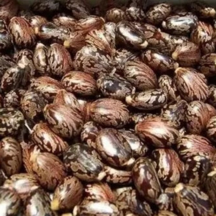 Palma Christi Castor Bean Seeds 