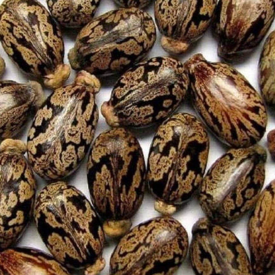 Palma Christi Castor Bean Seeds 