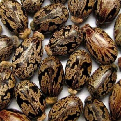 Palma Christi Castor Bean Seeds 