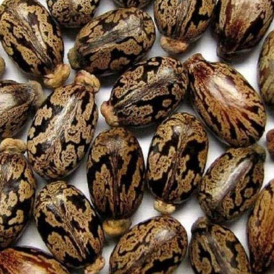 Palma Christi Castor Bean Seeds 