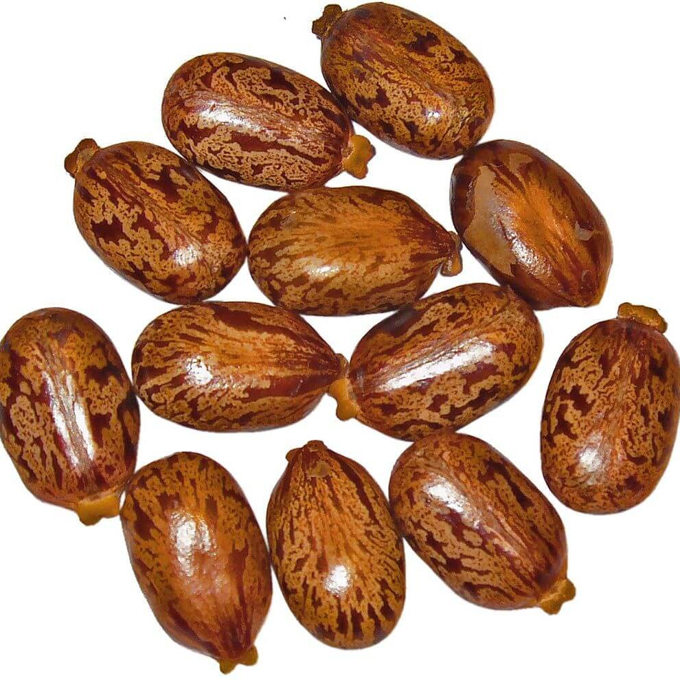Palma Christi Castor Bean Seeds 