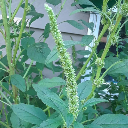 Palmer Amaranth Seeds - Heirloom Herbal Plant for Home Gardens