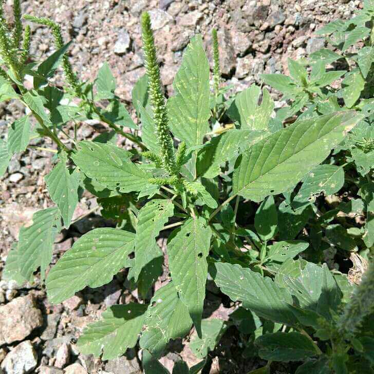Palmer Amaranth Seeds - Heirloom Herbal Plant for Home Gardens
