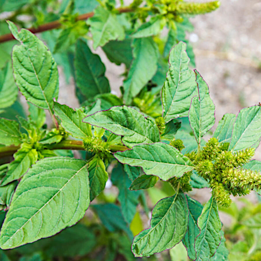 Palmer Amaranth Seeds - Heirloom Herbal Plant for Home Gardens