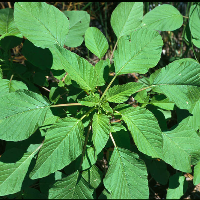 Palmer Amaranth Seeds - Heirloom Herbal Plant for Home Gardens