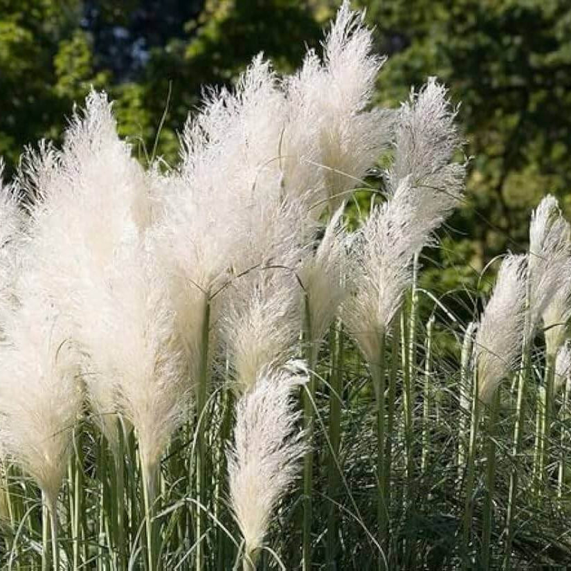 Pampas Grass Seeds - Flower Plant