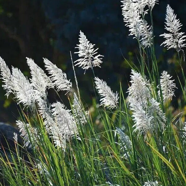 Pampas Grass Seeds - Flower Plant