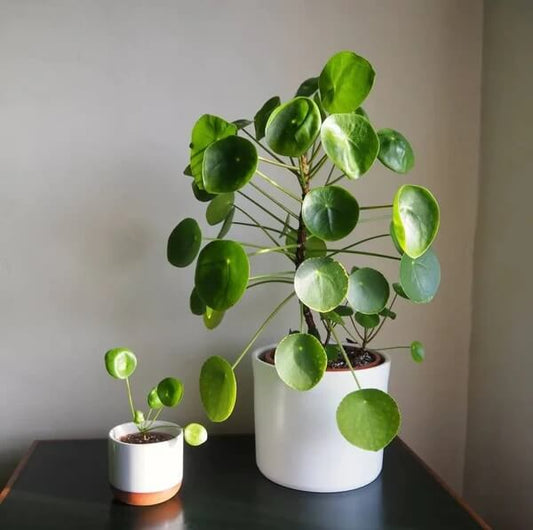 Pancake Plant Seeds - Flower Plant