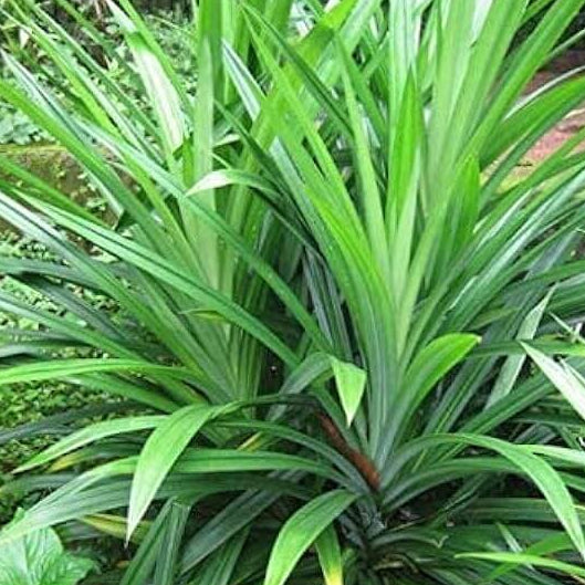 Pandan Seeds - Herbal Plant For Home Gardens