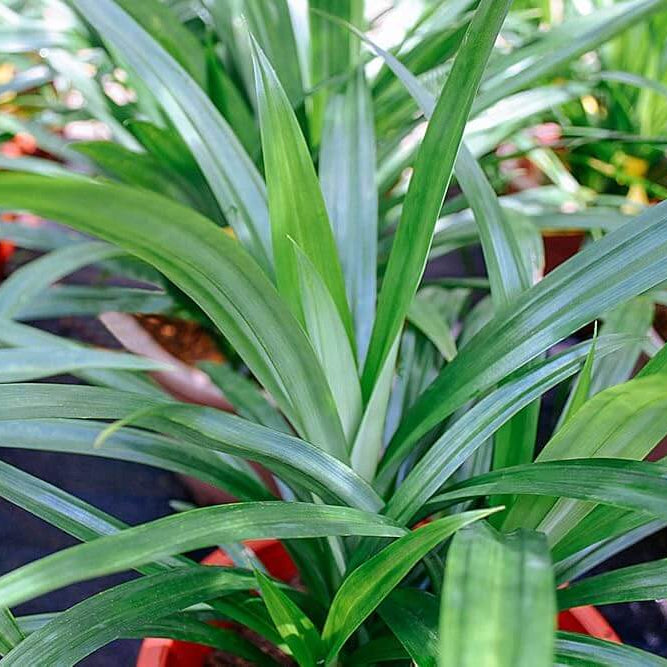 Pandan Seeds - Herbal Plant For Home Gardens