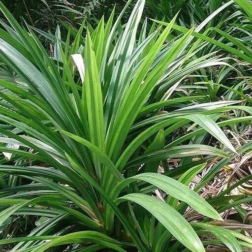 Pandan Seeds - Herbal Plant For Home Gardens