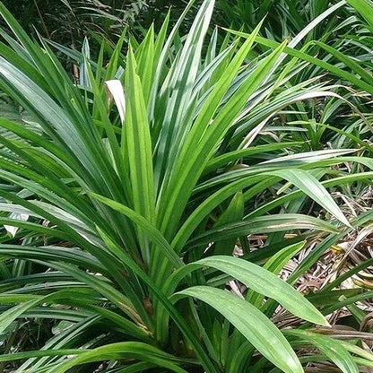 Pandan Seeds - Herbal Plant For Home Gardens