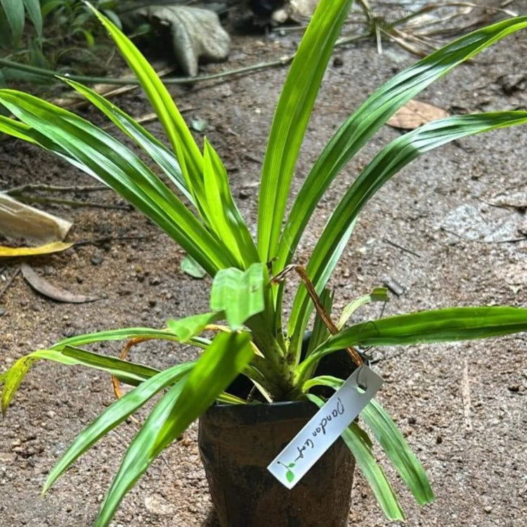 Pandan Seeds - Herbal Plant For Home Gardens