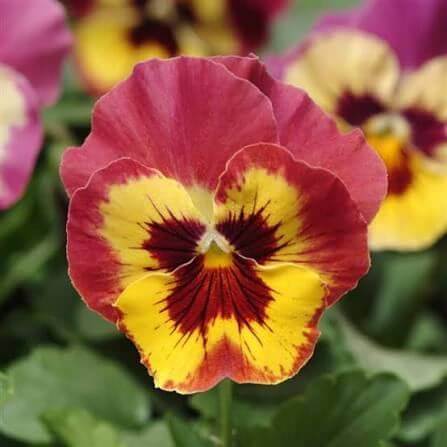 Panola Pansy Seeds 