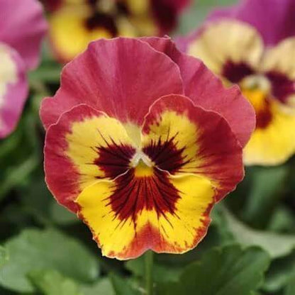 Panola Pansy Seeds 