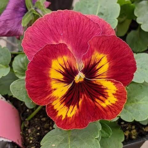 Panola Pansy Seeds 