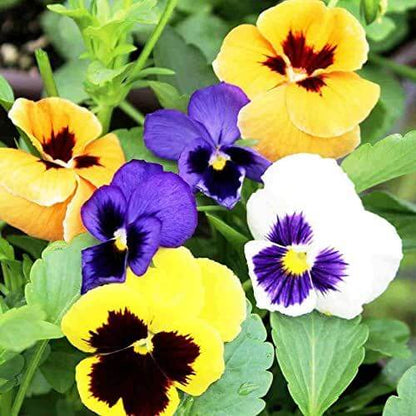 Panola Pansy Seeds 