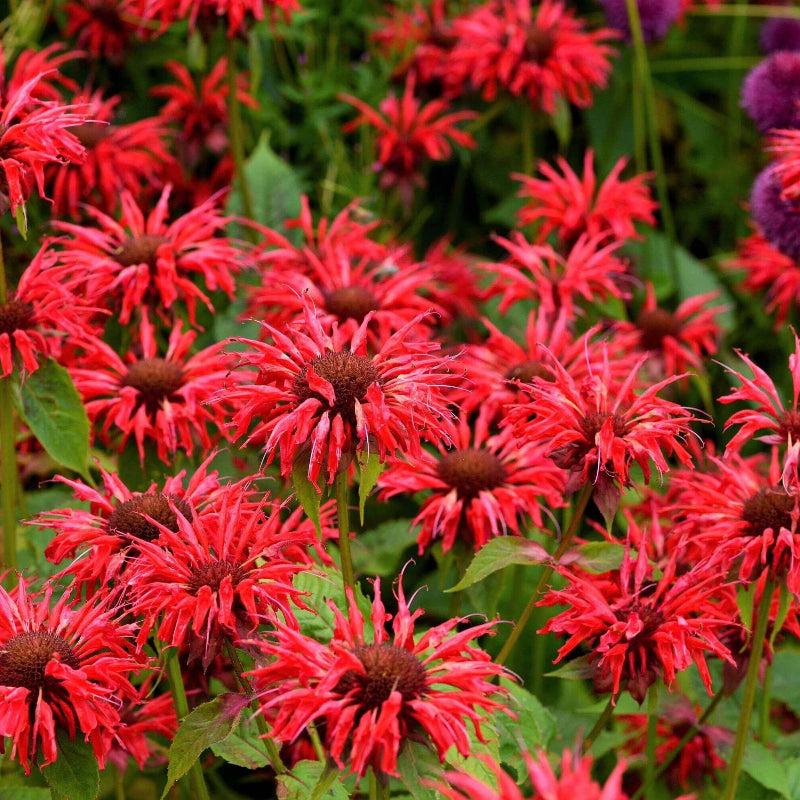 Panorama Red Bee Balm Seeds - Heirloom Flower Plant for Home Gardens
