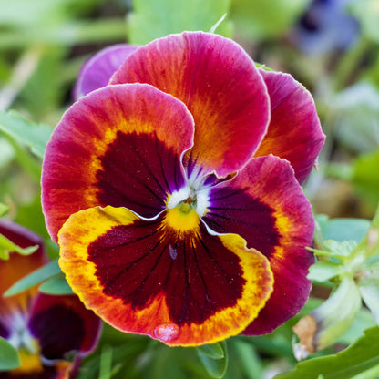 Pansy Seeds