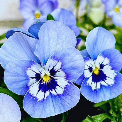 Pansy Seeds