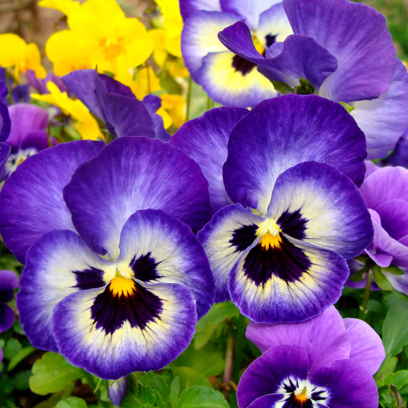 Pansy Seeds