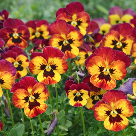 Pansy Seeds