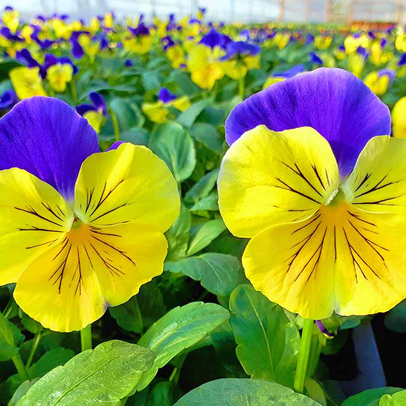 Pansy Seeds