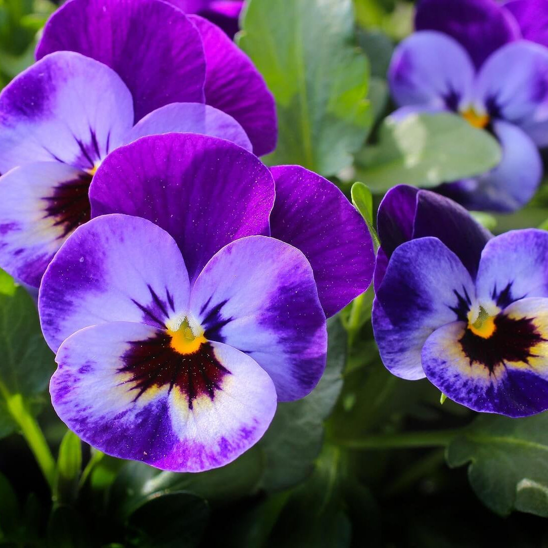 Pansy Seeds