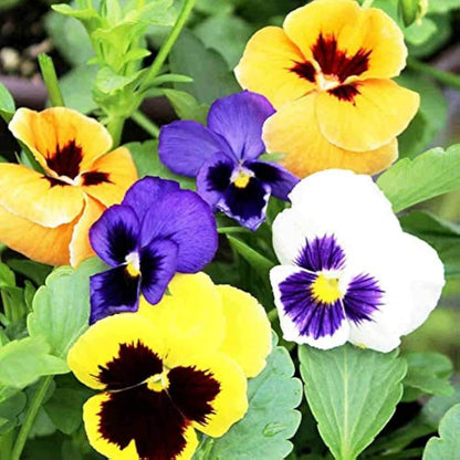 Pansy Seeds - Flower Plant