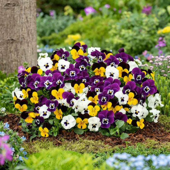 Pansy Seeds - Flower Plant