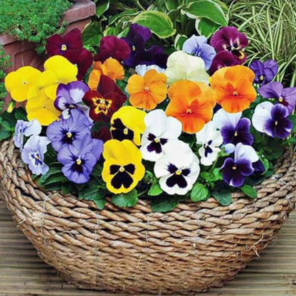 Pansy Seeds - Flower Plant