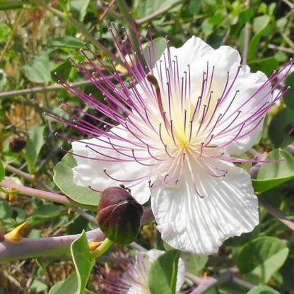 Pantelleria Caper Bush Seeds
