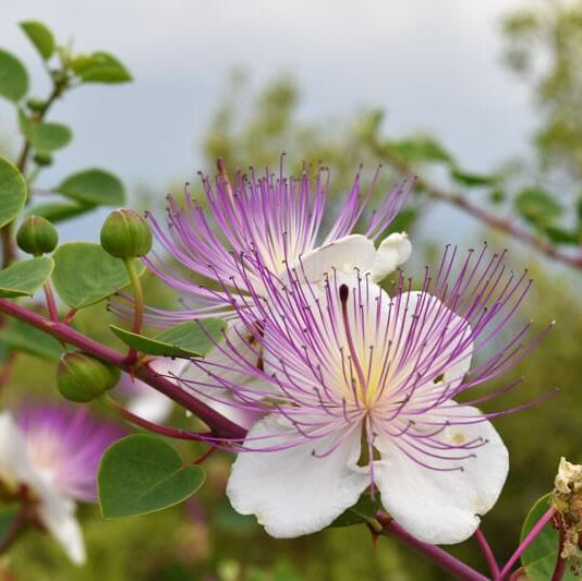 Pantelleria Caper Bush Seeds