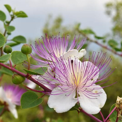 Pantelleria Caper Bush Seeds
