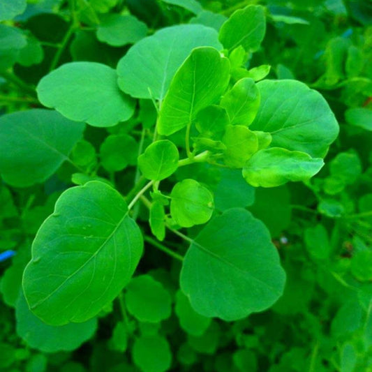 Papalo Cilantro Seeds - Herbal Plant