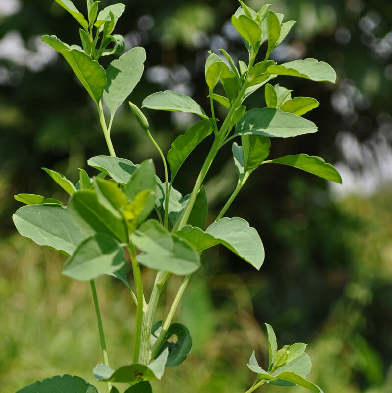 Papalo Cilantro Seeds - Herbal Plant